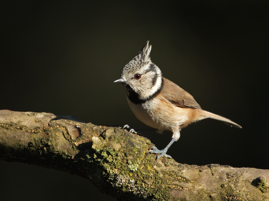 Parus cristatus Kuifmees Crested Tit